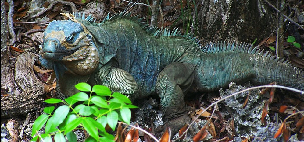 Foto Iguana Azul